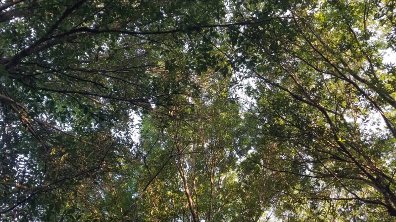 The Screen-Free Quarantine – Day 12 and 13