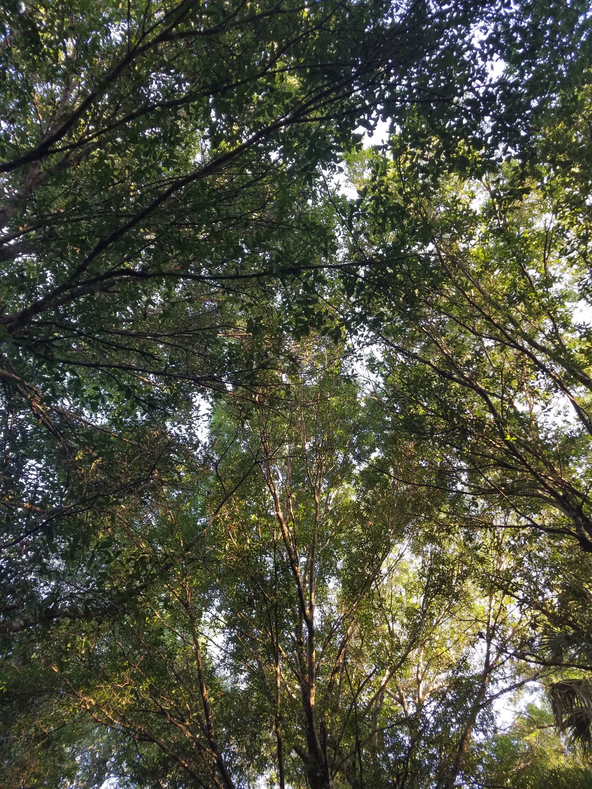 The Screen-Free Quarantine – Day 12 and 13